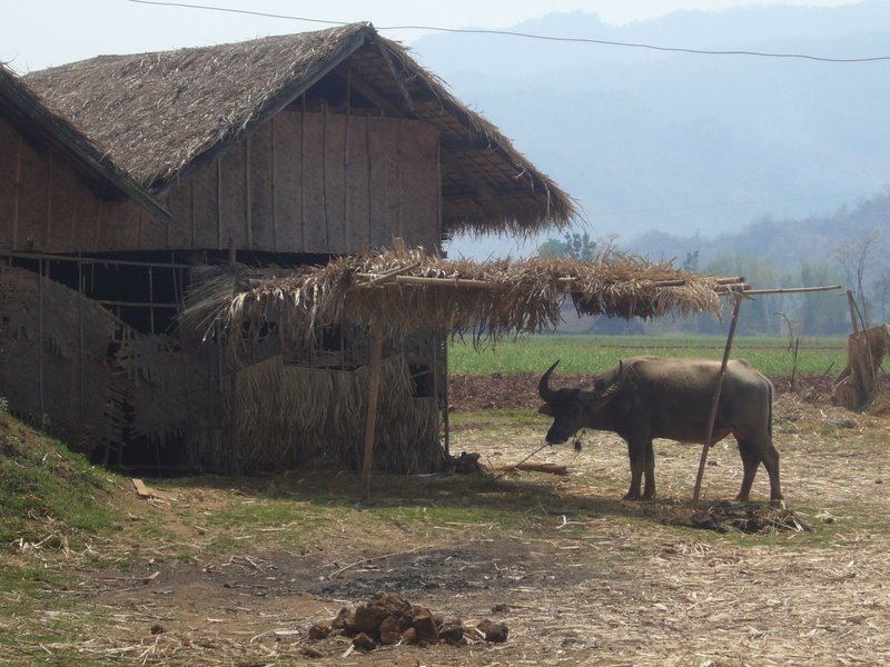Travel - Myanmar - Inle Lake - Second Boat Trip - Back to The Boat
